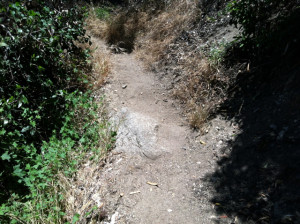 The trail where the snake and I first met face-to-fang.